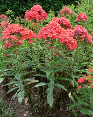 跡見群芳譜(外来植物譜 クサキョウチクトウ)